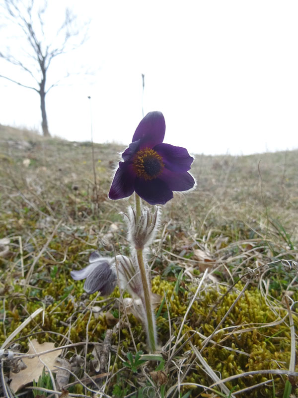 Pulsatilla montana - Ranunculaceae